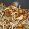 Buy-golden-teacher-mushroom