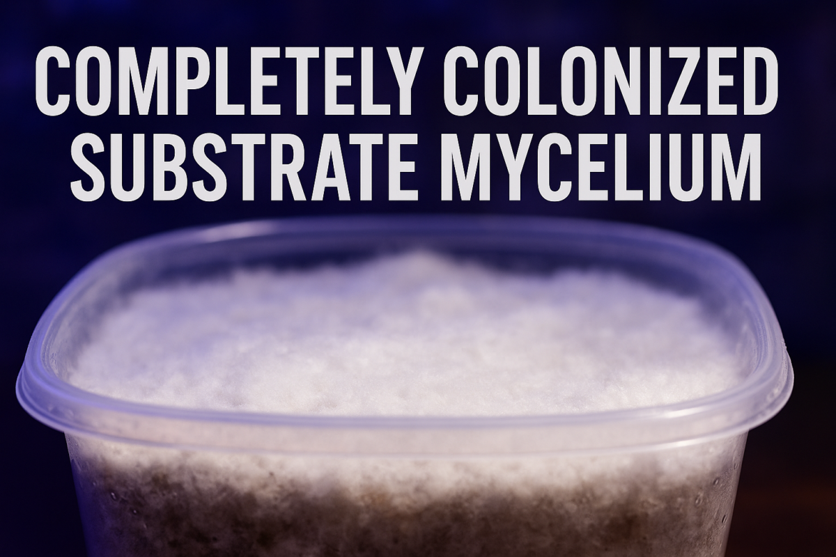 COMPLETELY COLONIZED SUBSTRATE MYCELIUM