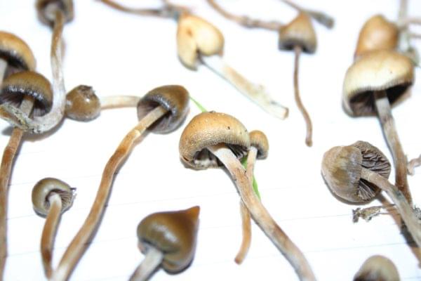 Liberty cap mushroom