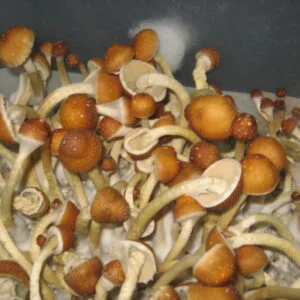 Do magic mushrooms go bad 