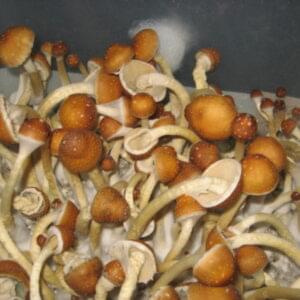Buy-golden-teacher-mushroom