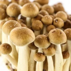 PENIS ENVY MUSHROOMS