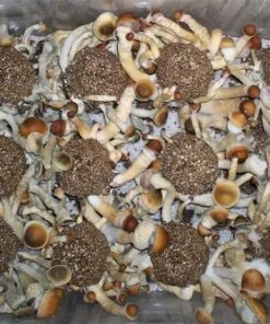 Penis envy mushroom