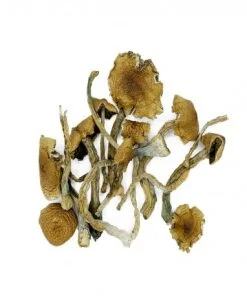 Golden Teacher