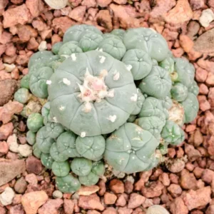 peyote-300x300