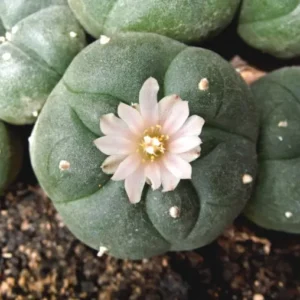 peyote1-300x300