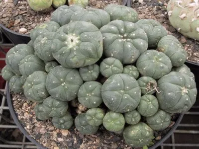 peyote2