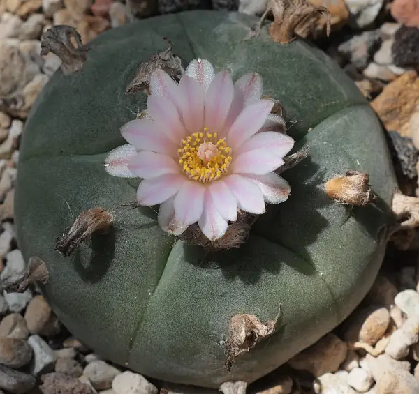 peyote4
