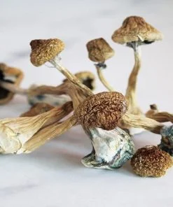 Psilocybe Semilanceata